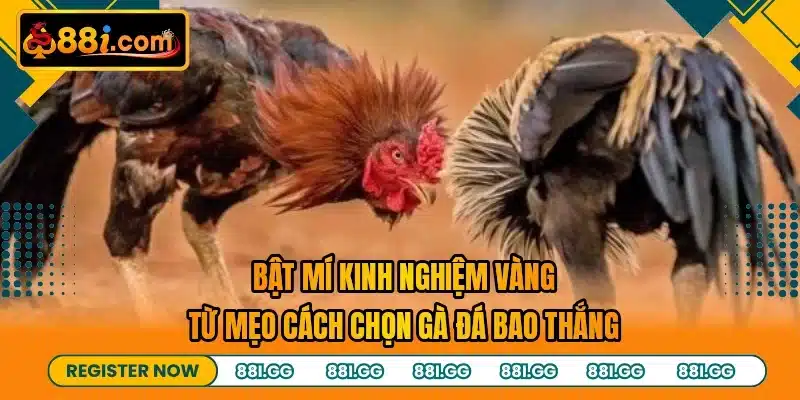 Bật mí kinh nghiệm vàng từ mẹo cách chọn gà đá bao thắng