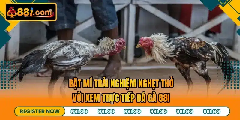 Bật mí trải nghiệm nghẹt thở với xem trực tiếp đá gà 88I