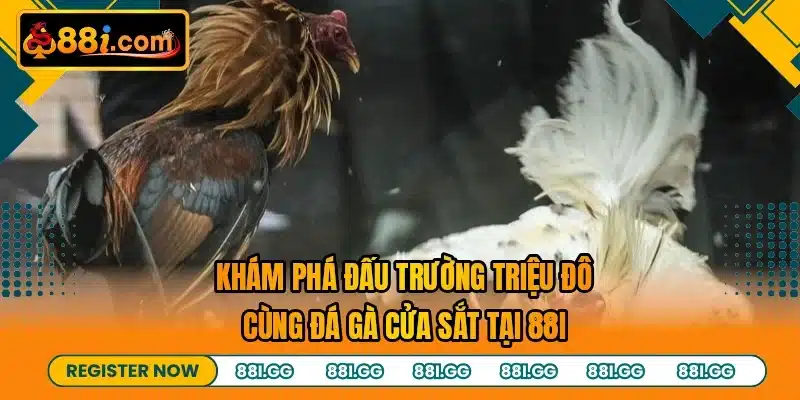 Khám phá đấu trường triệu đô cùng đá gà cửa sắt tại 88I